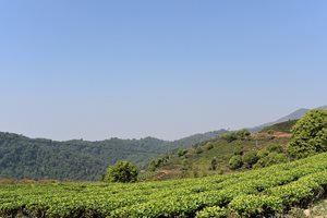 Yunnan Province FOP