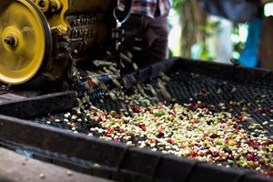 Decaffeinated Water washed coffee