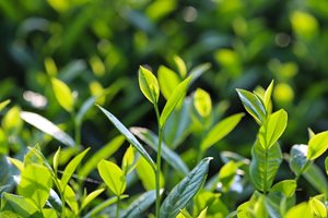 Vietnamese Green FOP